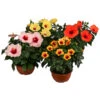 Hibiskus In Schale, Verschiedene Sorten -Gardena Store 8595225 WE FS 005 HibiskusSchaleT21