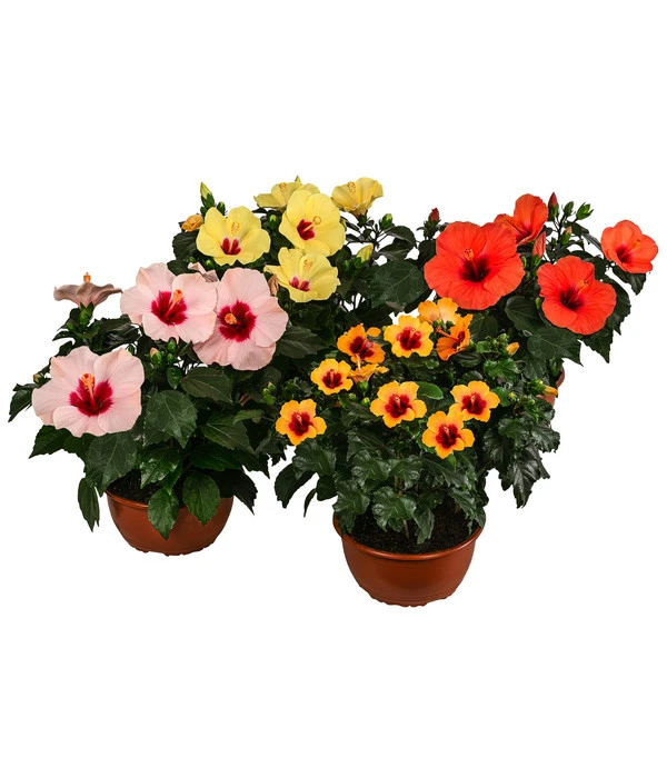 Hibiskus In Schale, Verschiedene Sorten 3 Hibiskus In Schale, Verschiedene Sorten