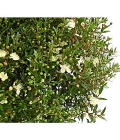 Brautmyrte, Busch 8 Brautmyrte, Busch -Gardena Store 8596652 8596686 WE DE 001 RotmyrtheMyrtusCommunisT17OWDehnerExpressHerzig