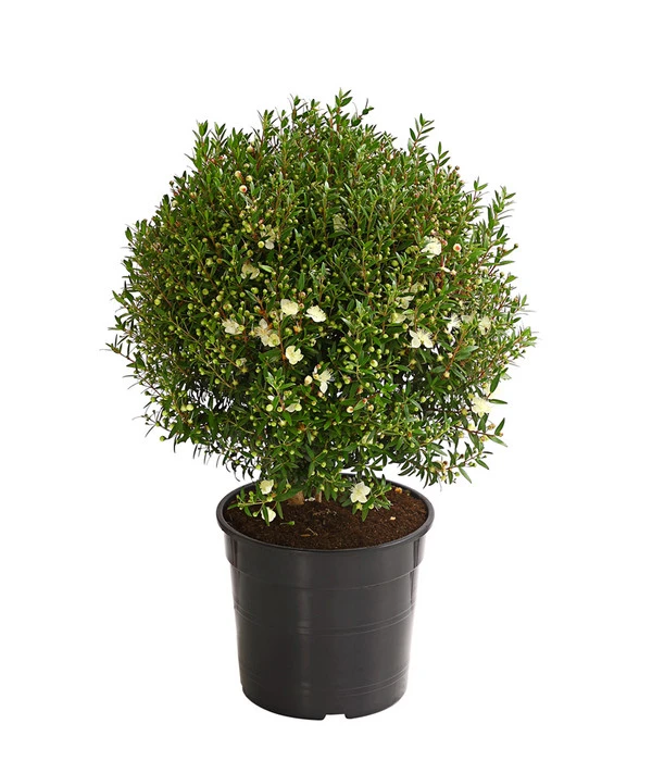 Brautmyrte, Busch 3 Brautmyrte, Busch