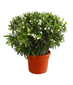 XXL Oleander, Verschiedene Sorten, Ca. 130-150 Cm -Gardena Store 8596900 PR FS 002 OleanderNeriumOleanderT60