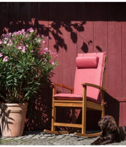 XXL Oleander, Verschiedene Sorten, Ca. 130-150 Cm -Gardena Store 8596900 WE MO 002 OleanderSolitaerDehnerSchaukelstuhlDakota