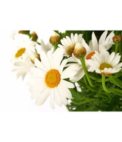 Margerite 'Bofinger', Stämmchen -Gardena Store 8597809 PR DE 001 MargeritenBofingerSt18DehnerExpressHerzig