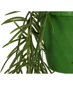 Wachsblume - Hoya Linearis, Ampel -Gardena Store 8598096 WE DE 002 HoyaLinearisAmpelT12