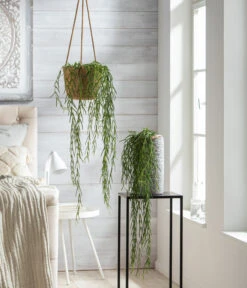 Wachsblume - Hoya Linearis, Ampel -Gardena Store 8598096 WE MO 001 HoyaLinearisT12