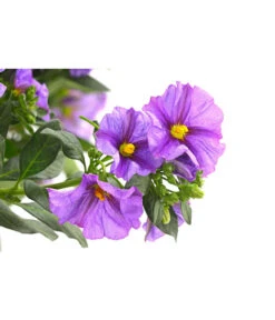 Blauer Enzianstrauch 8 Blauer Enzianstrauch -Gardena Store 8600835 PR DE 001 LycianthesRantonettiBlauSt27PRDehnerExpressHerzig