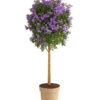Blauer Enzianstrauch 2 Blauer Enzianstrauch -Gardena Store 8600835 PR FS 001 LycianthesRantonettiBlauSt27PRDehnerExpressHerzig