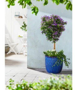 Blauer Enzianstrauch 9 Blauer Enzianstrauch -Gardena Store 8600835 PR MO 002 KuebelBlauWeissOutdoor blauerEnzian Staemmchen 8597783 Lycianthes rantonettii UweSauer