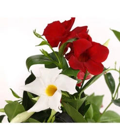 Dipladenien-Duo, Ampel 5 Dipladenien-Duo, Ampel -Gardena Store 8602963 PR DE 001 DipladeniaAmpelTwinT22DehnerExpressHerzig