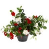 Dipladenien-Duo, Ampel -Gardena Store 8602963 PR FS 001 DipladeniaAmpelTwinT22DehnerExpressHerzig
