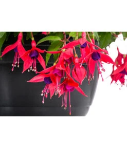 Hängefuchsie, Ampel, Verschiedene Farbkombinationen -Gardena Store 8603805 WE DE 001 FuchsieAmpT25