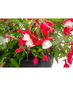 Hängefuchsie, Ampel, Verschiedene Farbkombinationen -Gardena Store 8603805 WE DE 002 FuchsieAmpT25