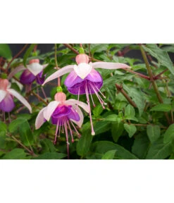 Hängefuchsie, Ampel, Verschiedene Farbkombinationen -Gardena Store 8603805 WE DE 003 FuchsieAmpT25