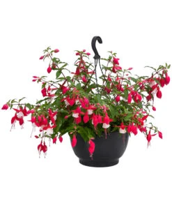 Hängefuchsie, Ampel, Verschiedene Farbkombinationen -Gardena Store 8603805 WE FS 002 FuchsieAmpT25