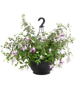 Hängefuchsie, Ampel, Verschiedene Farbkombinationen -Gardena Store 8603805 WE FS 003 FuchsieAmpT25