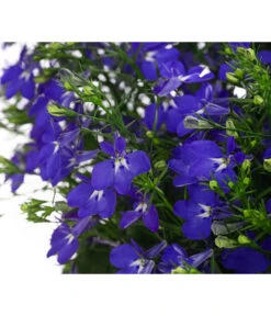 Männertreu, Ampel -Gardena Store 8605420 WE DE 002 LobeliaBlauAmpelT25