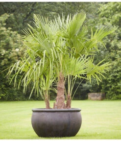 Hanfpalme, Multistamm 6 Hanfpalme, Multistamm -Gardena Store 8607855 PR MO 001 Polystone SchaleEmpireBlumentopfBlumenvasePflanztopfHanfpalmeTrachycarpusFortuneiGruppe