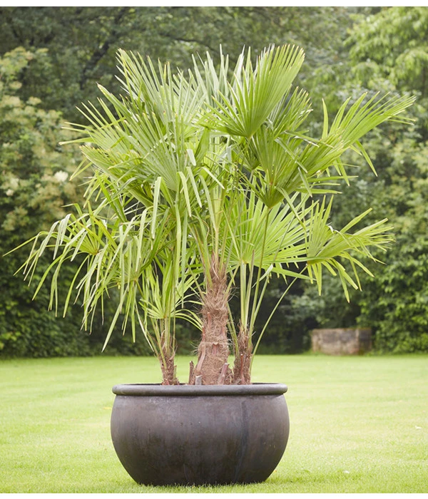 Hanfpalme, Multistamm 4 Hanfpalme, Multistamm – Bild 2