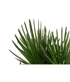 Hanfpalme, Multistamm 7 Hanfpalme, Multistamm -Gardena Store 8607855 WE DE 001 HanfpalmeTrachycarpusFortuneiT36