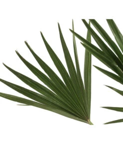 Zwergpalme 'Vulcano' -Gardena Store 8607905 WE DE 002 ChamaeropsVulcanoT18