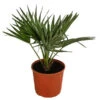Zwergpalme 'Vulcano' -Gardena Store 8607905 WE FS 001 ChamaeropsVulcanoT18