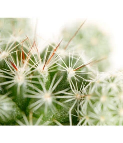 Warzenkaktus - Mammillaria Gracilis 5 Warzenkaktus - Mammillaria Gracilis -Gardena Store 8607954 PR DE 001 MammilariaGracilisT6DehnerExpressZS