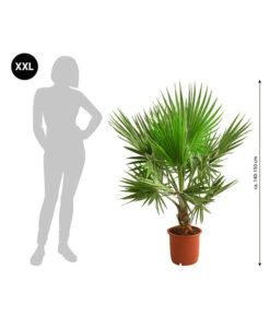 XXL Fächerpalme -Gardena Store 8608036 WE BG 001 XXL Faecherpalme140150cm