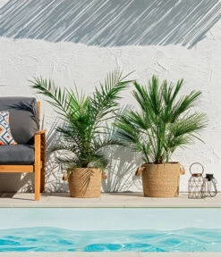 XXL Kanarische Dattelpalme, Ca. 140-160 Cm -Gardena Store 8608721 WE MO 002 ZwergpalmeChamaeropsHumilisKanarischeDattelpalmePhoenixCanariensisUweSauer