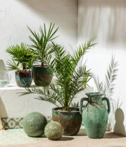 Zwergpalme 'Vulcano' -Gardena Store 8608838 8607905 WE MO 001 Palmen