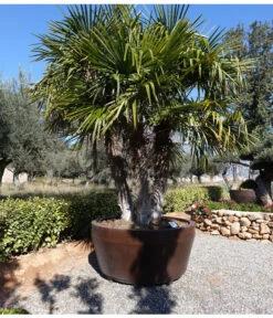 XXL Hanfpalme, Ca. 150-180 Cm -Gardena Store 8609059 WE MO 002 TrachycarpusValenciaPlants