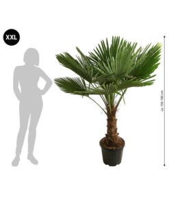 XXL Hanfpalme, Ca. 150-180 Cm -Gardena Store 8609174 WE BG 001 XXLHanfpalme150180cm