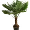 XXL Hanfpalme, Ca. 150-180 Cm -Gardena Store 8609174 WE FS 003 XXLHanfpalmeT36