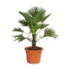 Wagners Hanfpalme -Gardena Store 8609349 BildFS 001 WagnersHanfpalmeKleineHanfpalmeTrachyWagnerianus25