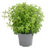 Dehner Gourmet Garten Oregano 1 Dehner Gourmet Garten Oregano -Gardena Store 8610123 WE FS 001 GourmetGartenOreganumT14