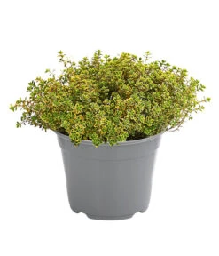 Dehner Gourmet Garten Zitronen-Thymian