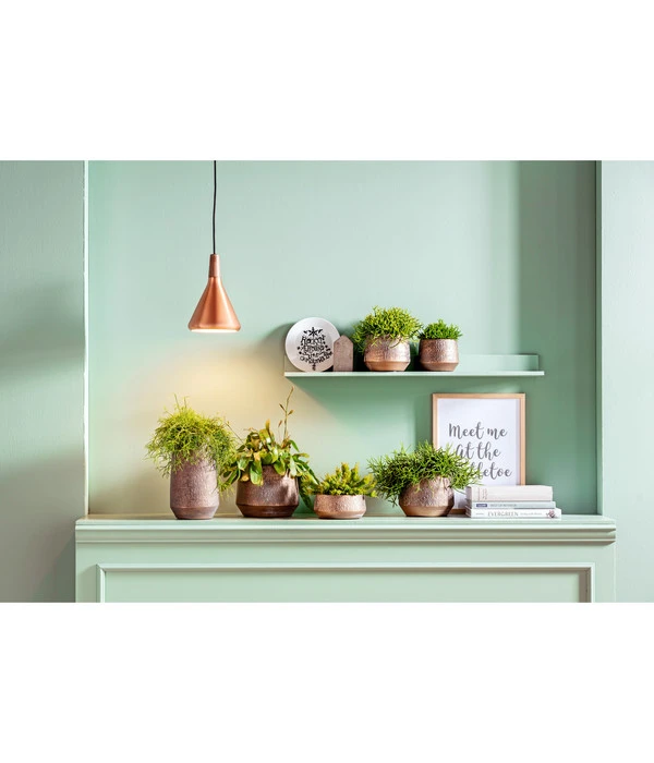 Korallenkaktus - Rhipsalis 'Red Coral' 5 Korallenkaktus - Rhipsalis 'Red Coral' – Bild 3