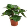Peperomie - Peperomia Clusiifolia -Gardena Store 8611600 PR FS 001 PeperomiaClusiifoliaT11DehnerExpressHerzig