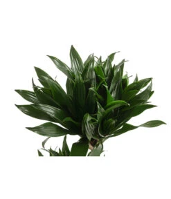 Drachenbaum - Dracaena Deremensis Compacta -Gardena Store 8612699 WE DE 001 DracaenaDeremensisCompactaZweitriebigT17