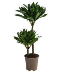 Drachenbaum - Dracaena Deremensis Compacta