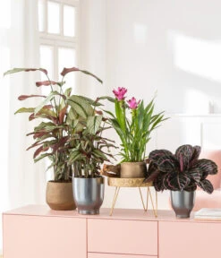 Korbmarante - Calathea 'Whitestar' -Gardena Store 8614471 8217341 4450722 WE MO MatheaBellaIndischeSafranwurzKorbmaranteWhitestar