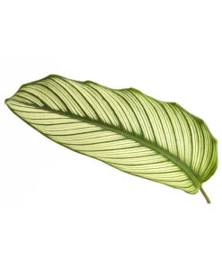 Korbmarante - Calathea 'Whitestar' -Gardena Store 8614471 PR DE 001 CalatheaWhiteStarT19DehnerExpressHerzig