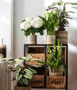 Korbmarante - Calathea 'Whitestar' -Gardena Store 8614471 WE MO 001 CalatheaWhitestarT19