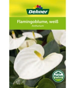 Große Flamingoblume - Anthurium Andreanum, Weiß -Gardena Store 8617557 8202673 8203093 8756223 8284838 Flamingoblume Weiss Etikett 1