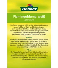 Große Flamingoblume - Anthurium Andreanum, Weiß -Gardena Store 8617557 8202673 8203093 8756223 8284838 Flamingoblume Weiss Etikett 2