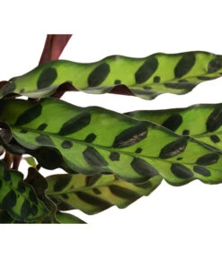 Korbmarante - Calathea Lancifolia -Gardena Store 8627721 WE DE 001 CalatheaInsignisT12