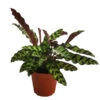 Korbmarante - Calathea Lancifolia -Gardena Store 8627721 WE FS 001 CalatheaInsignisT12