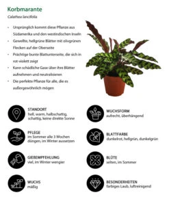 Korbmarante - Calathea Lancifolia -Gardena Store 8627721 WE IG 001 CalatheaInsignisT12