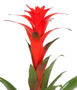 Guzmanie - Guzmania Calypso, In Keramik -Gardena Store 8628018 WE DE 001 GuzmaniaCalypsoInKeramik