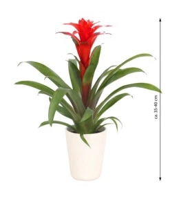Guzmanie - Guzmania Calypso, In Keramik -Gardena Store 8628018 WE FS 003 GuzmaniaCalypsoInKeramik