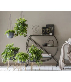 Schamblume - Aeschynanthus Japhrolepis -Gardena Store 8635377 WE MO 001 AeschynanthusAmpel2021GC15